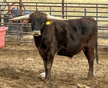 Jamoka Star 23 bull