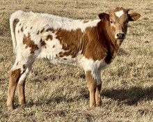 Fox Trot 24 Heifer