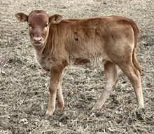 Jamaka 24 Heifer